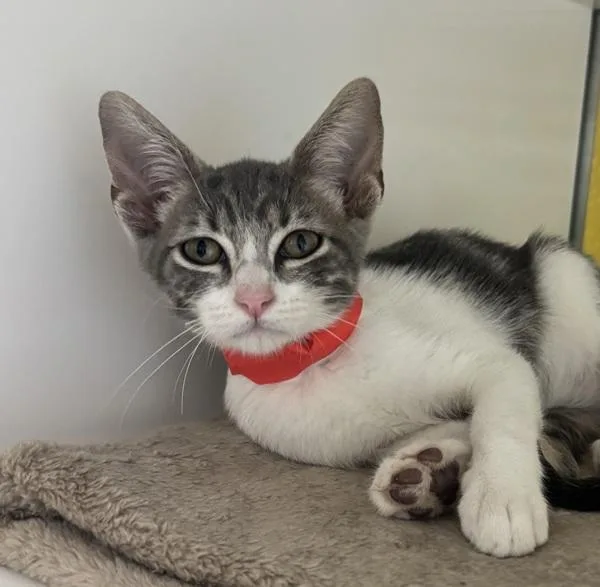 A baby small-sized male Domestic Short Hair cat named Mochi for adoption in Golden, CO