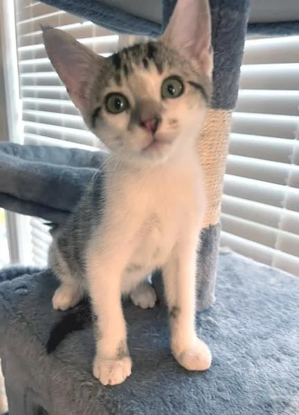 A baby medium-sized male Tabby (Gray / Blue / Silver) Domestic Short Hair cat named Cane for adoption in Smithfield, NC