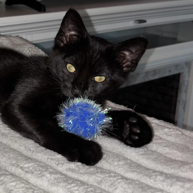 A baby medium-sized female Black Domestic Short Hair cat named Josie for adoption in Buffalo, NY