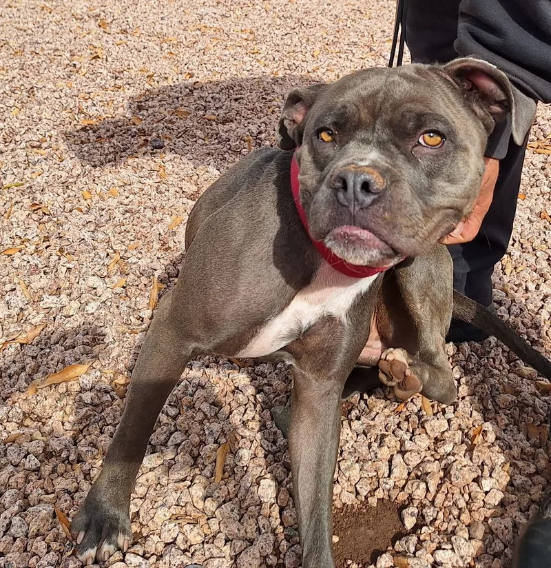 Truffles thumbnail 4