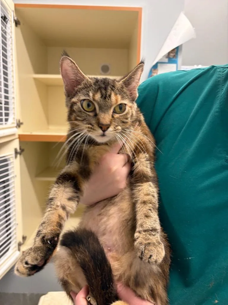 An adult medium-sized female Domestic Short Hair cat named Chunky for adoption in Bloomington, IN
