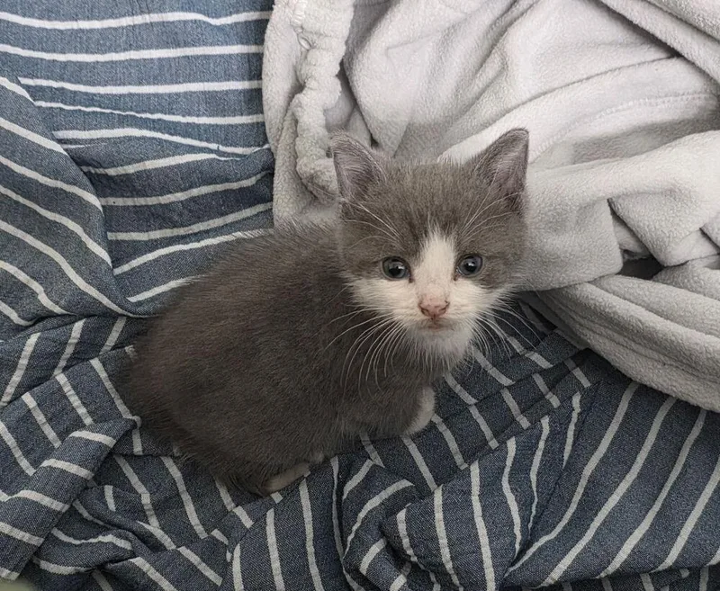A baby small-sized male Gray & White Domestic Short Hair cat named Zade for adoption in Virginia Beach, VA