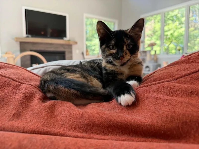 A baby small-sized female Domestic Short Hair cat named Ginny W for adoption in Muskegon, MI