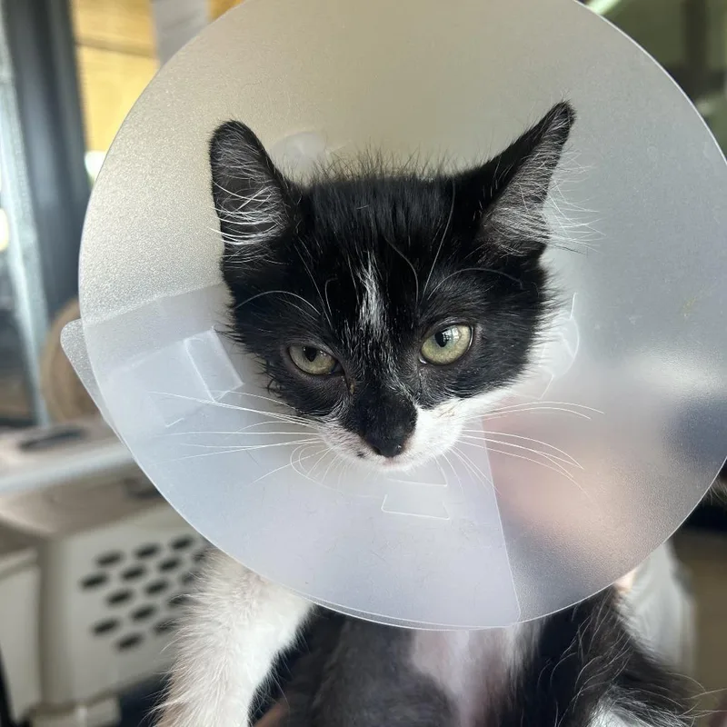 A baby small-sized female Black Domestic Short Hair cat named Gumbo for adoption in Leander, TX