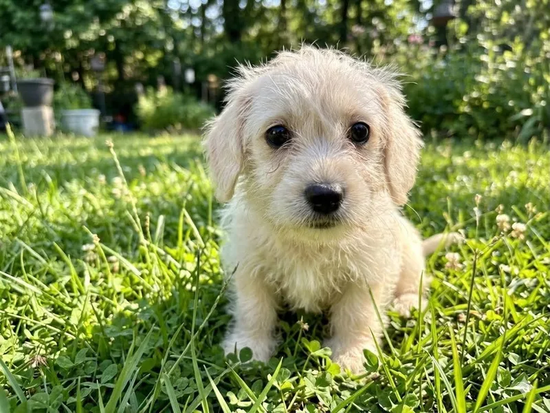 A baby small-sized female White / Cream Havanese dog named Darla for adoption in Wheelersburg, OH