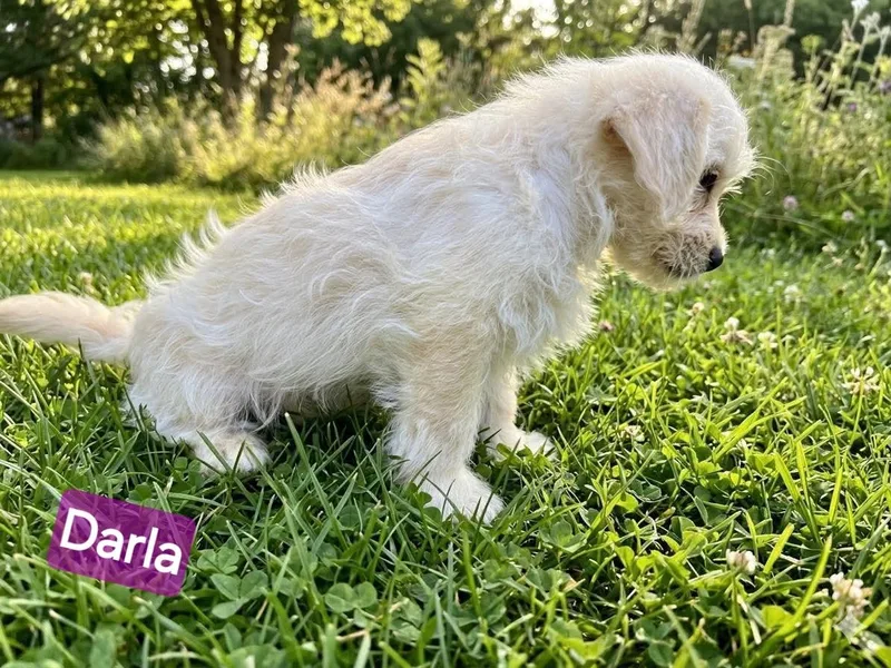 Darla thumbnail 3