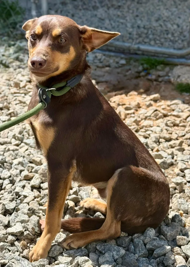 A young small-sized male Bicolor Chihuahua dog named Papi for adoption in Sparta, NC