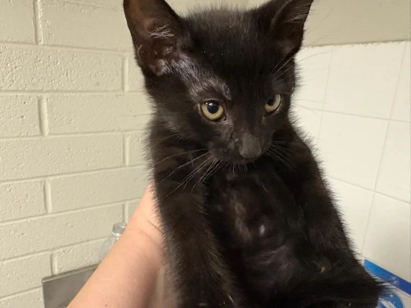 A baby small-sized female Domestic Short Hair cat named Linguini for adoption in Chatsworth, CA