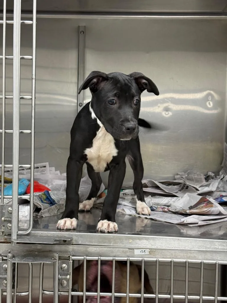 A baby medium-sized female Pit Bull Terrier dog named Willee for adoption in Sorrento, LA