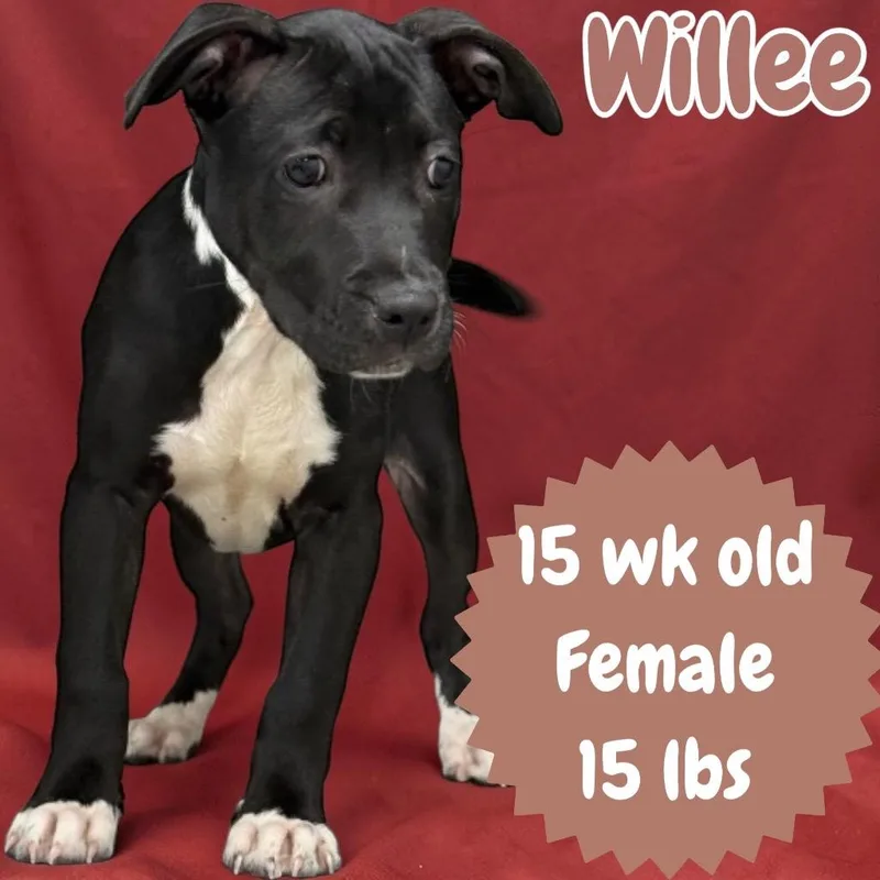 Willee thumbnail 2
