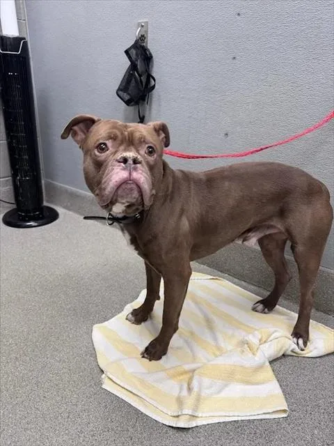 An adult large-sized male Pit Bull Terrier dog named Bruce Payne for adoption in Las Vegas, NV