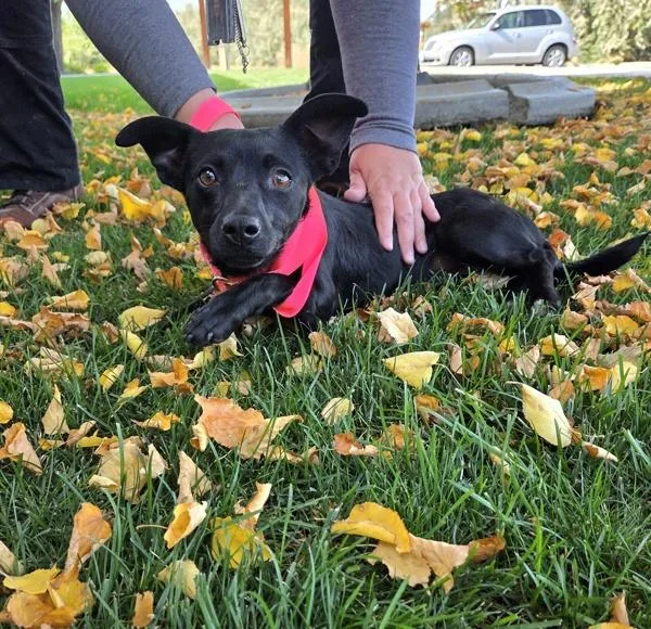A young small-sized female Chihuahua dog named Cookie for adoption in Kennewick, WA