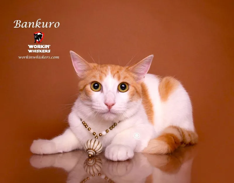 A young medium-sized male White Turkish Van cat named Bankuro for adoption in HEMET, CA