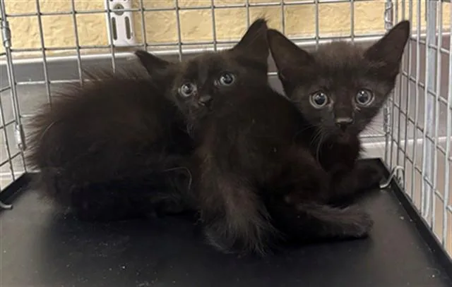 A baby small-sized male Domestic Medium Hair cat named Merlin for adoption in Fort Myers, FL