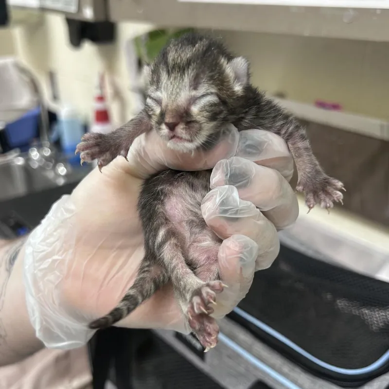 A baby small-sized male Brown / Chocolate Domestic Long Hair cat named Pomegranate for adoption in Asheville, NC