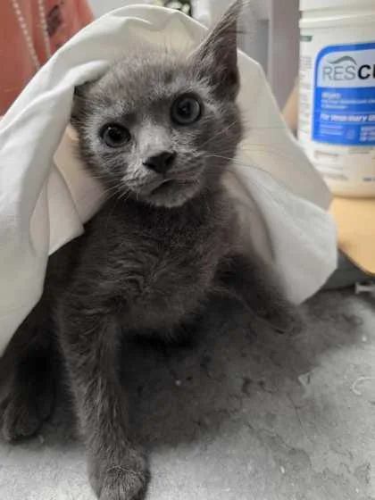 A baby small-sized male Domestic Short Hair cat named Blaze for adoption in Sevierville, TN