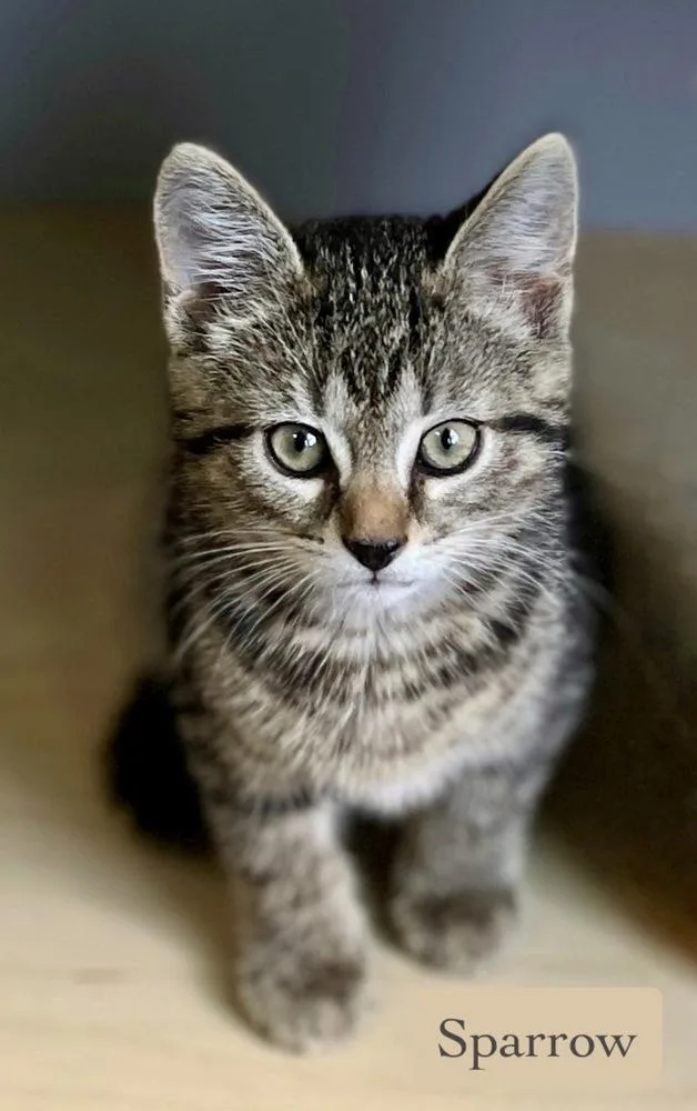 A baby small-sized male Domestic Short Hair cat named Sparrow for adoption in Chalfont, PA