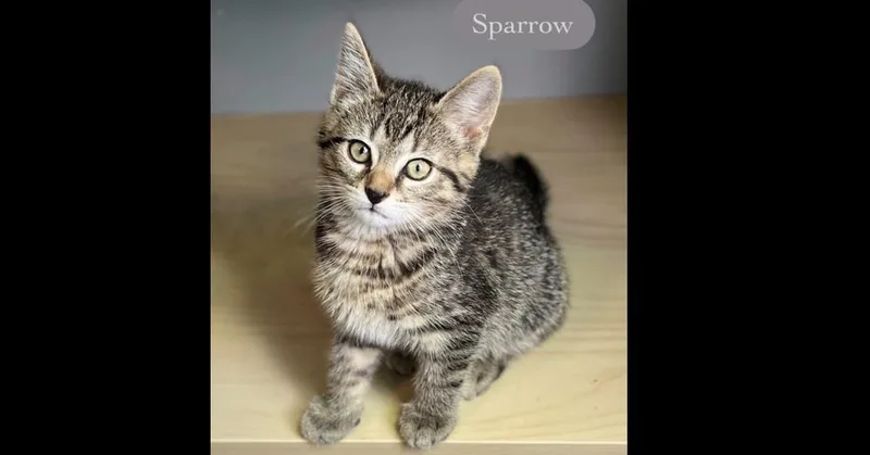 Sparrow thumbnail 4