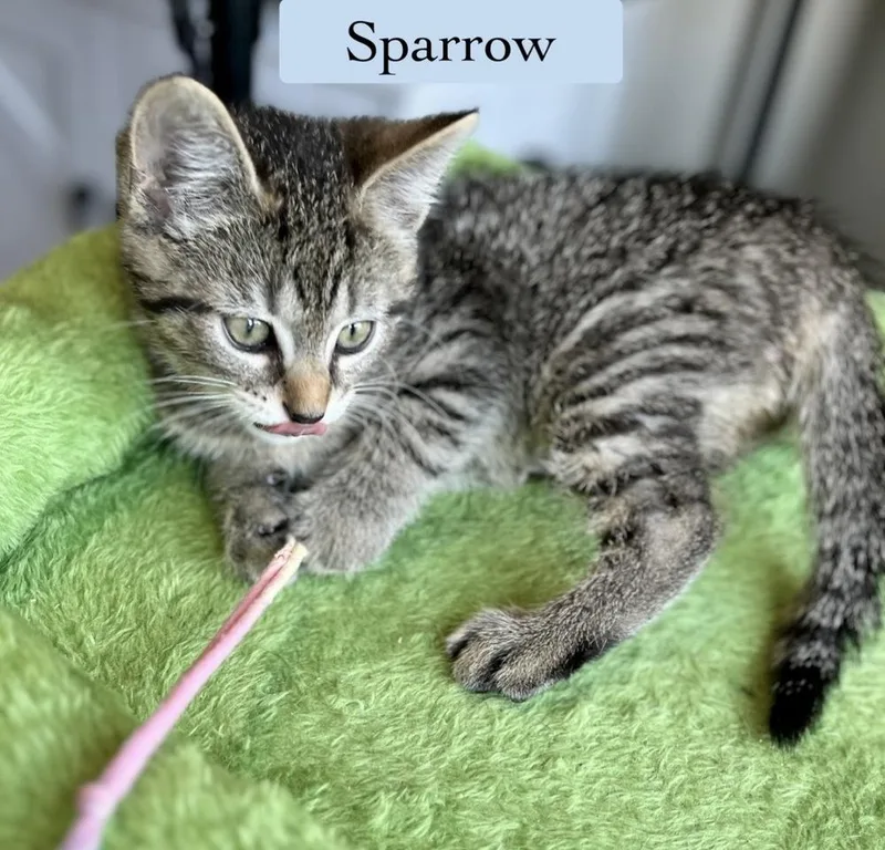 Sparrow thumbnail 5