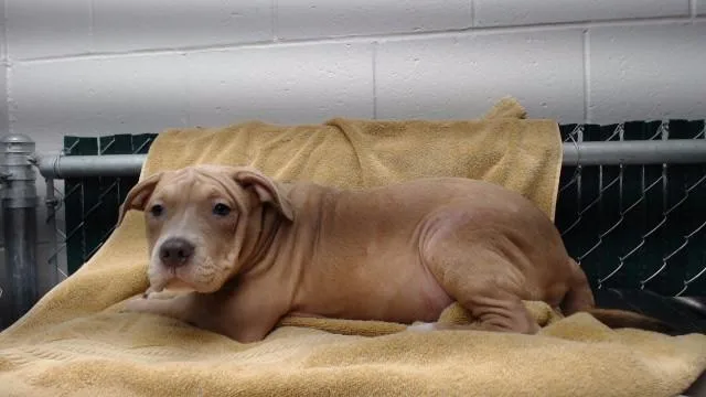 A baby medium-sized female Pit Bull Terrier dog named Bagel for adoption in Downey, CA