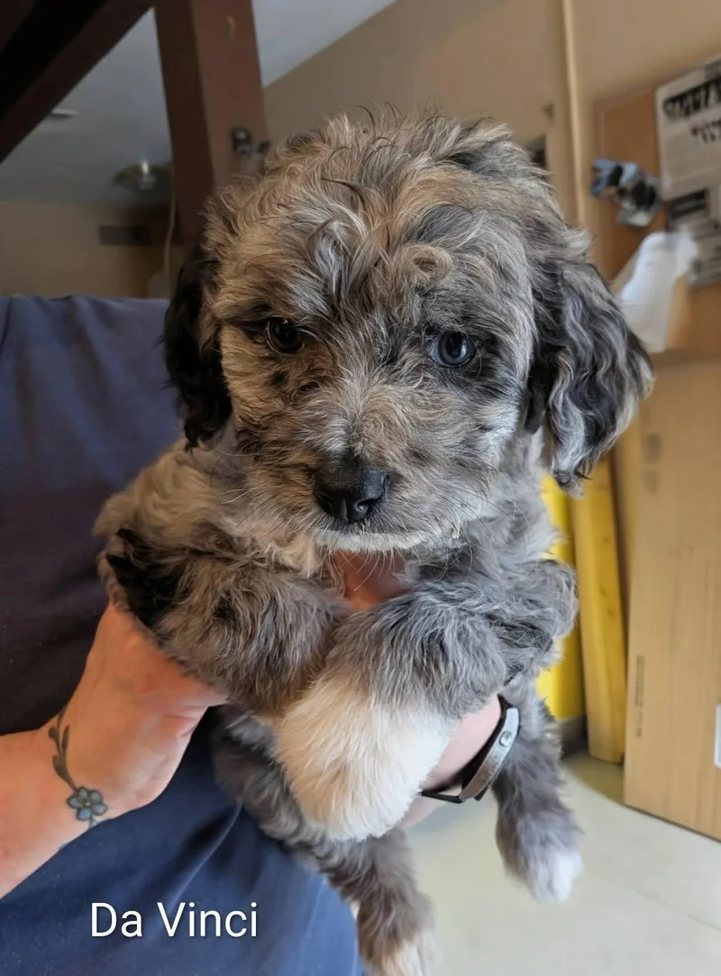 A baby medium-sized male Merle (Blue) Catahoula Leopard Dog dog named Da Vinci  Works for adoption in Amelia, OH