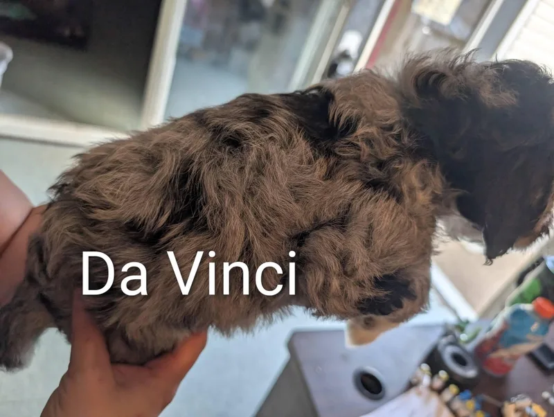 Da Vinci  Works thumbnail 5