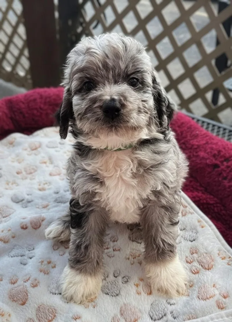 Da Vinci  Works thumbnail 6