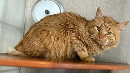 A young medium-sized male Domestic Medium Hair cat named Simba for adoption in Washington, DC