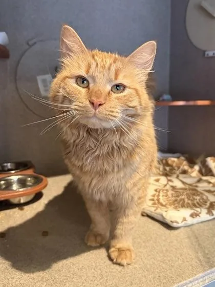 Simba thumbnail 2