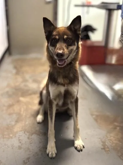 An adult medium-sized male Siberian Husky dog named Vance for adoption in Red Bluff, CA