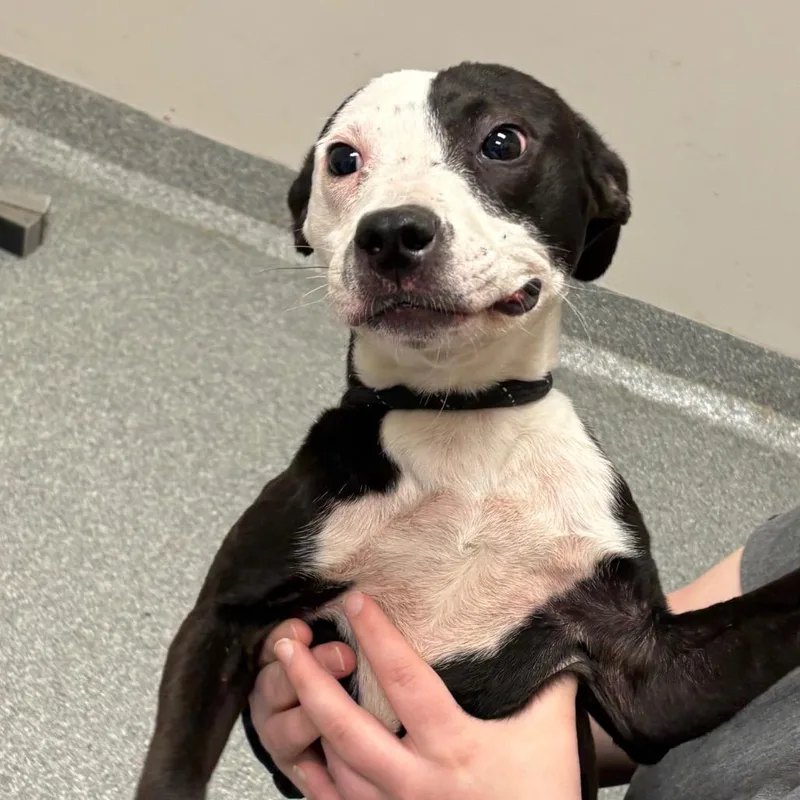 A young small-sized female Mixed Breed dog named Lillian for adoption in Batavia, OH
