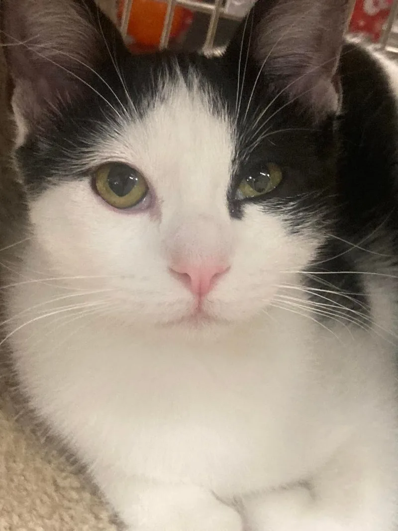 Pavarotti thumbnail 2