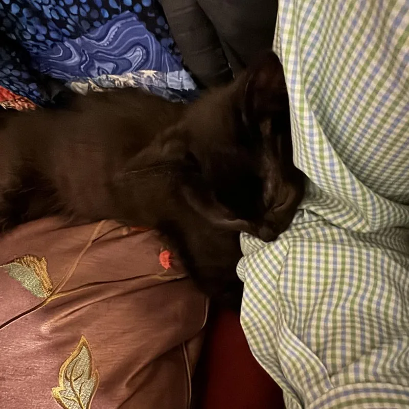 A young medium-sized male Black Domestic Short Hair cat named Dasani for adoption in Evanston, IL