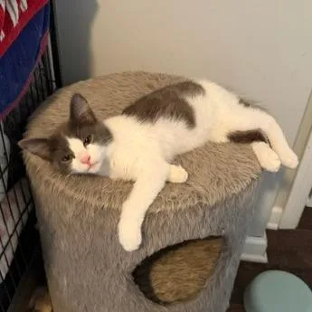 A baby small-sized male White Domestic Medium Hair cat named Titan for adoption in Fayetteville, GA