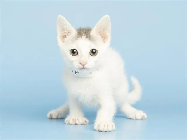 A baby small-sized male Domestic Short Hair cat named Cupid for adoption in Phoenix, AZ