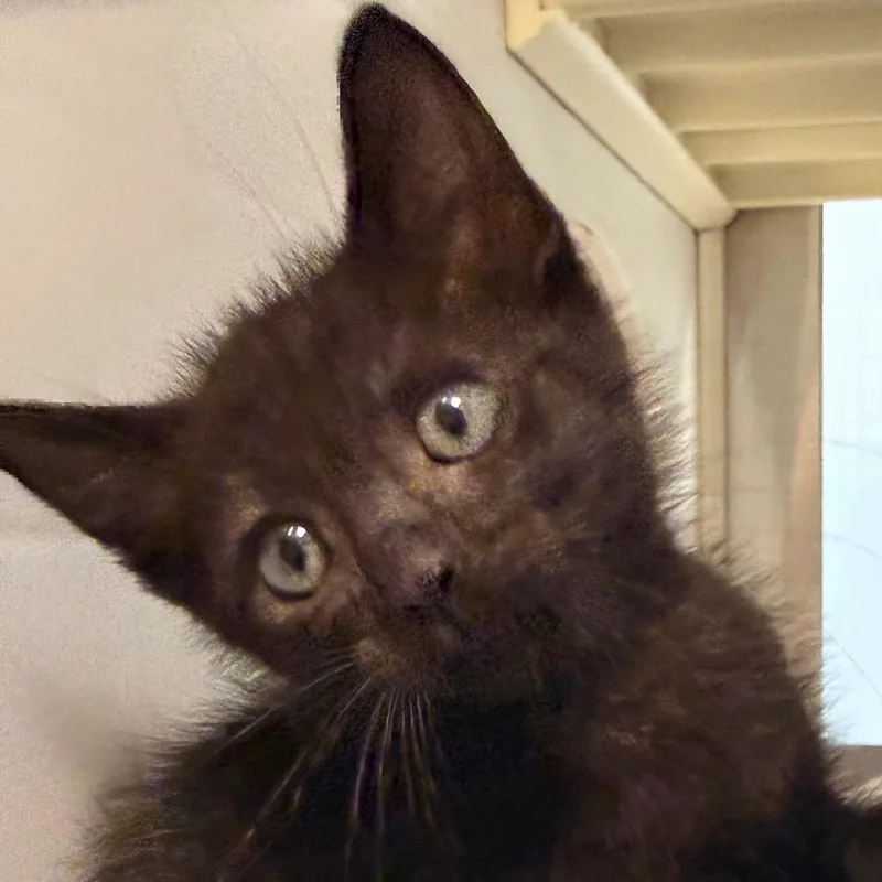 A baby small-sized male Black Domestic Short Hair cat named Pop for adoption in Emporia, KS