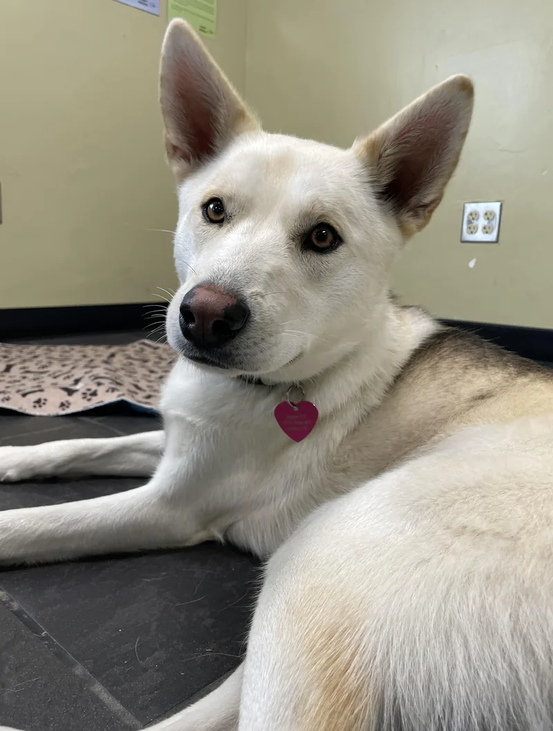 A young medium-sized female Sable Husky dog named Cookie Crisp for adoption in Lake Oswego, OR