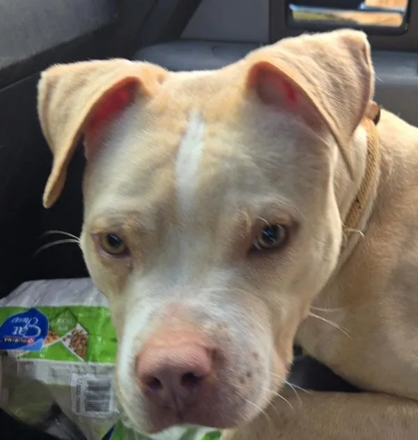 A young small-sized male Pit Bull Terrier dog named Rooster for adoption in Salisbury, MD