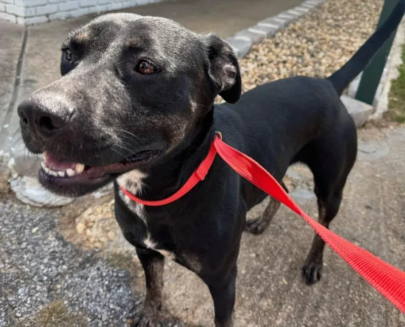 An adult medium-sized female Rottweiler dog named Ruby for adoption in Troy, AL