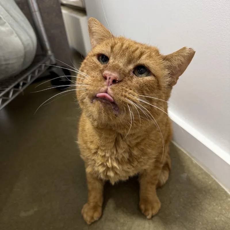 Big Head thumbnail 2