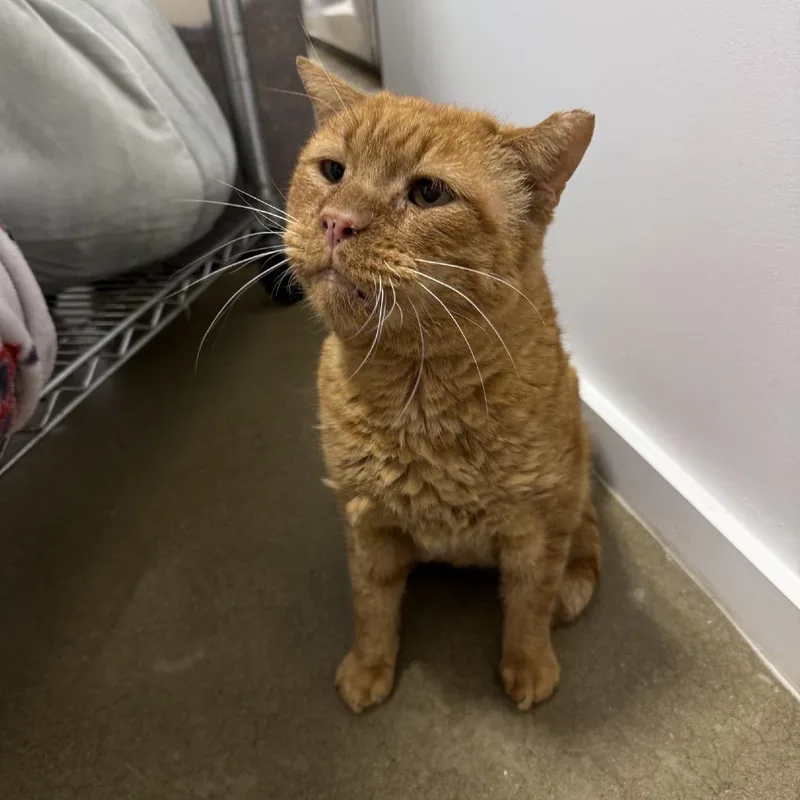 Big Head thumbnail 3