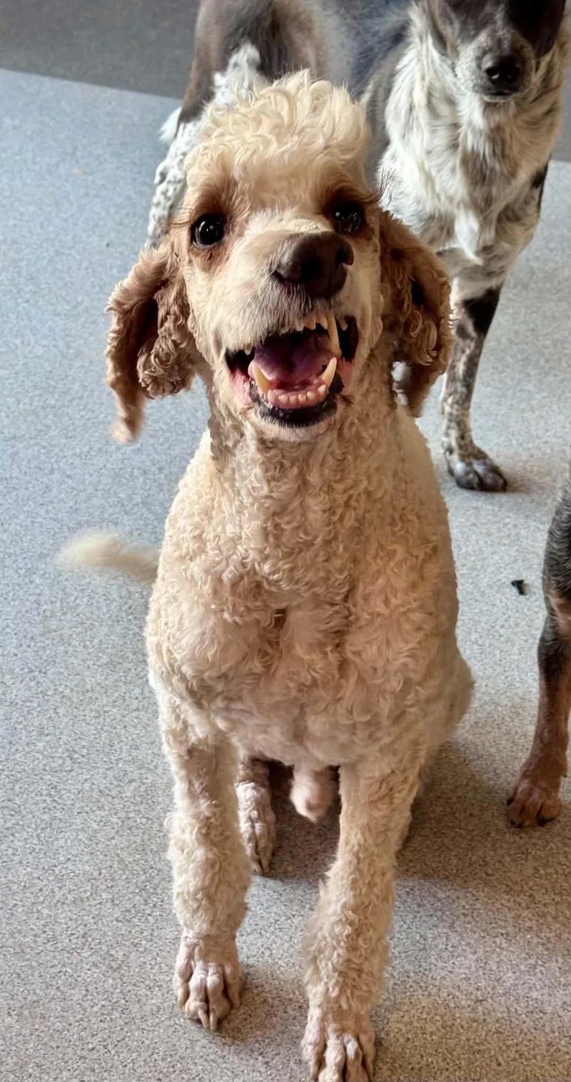 An adult medium-sized male Standard Poodle dog named Romeo for adoption in Bend, OR
