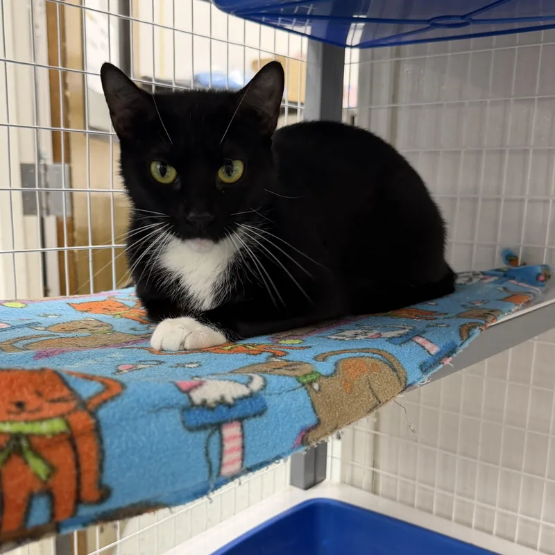 A young medium-sized female Domestic Medium Hair cat named Jan for adoption in Senatobia, MS