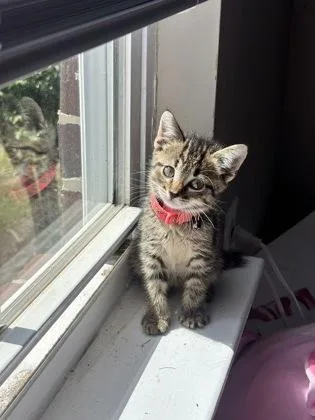 A baby small-sized female Domestic Short Hair cat named Audi for adoption in Lawrenceville, GA