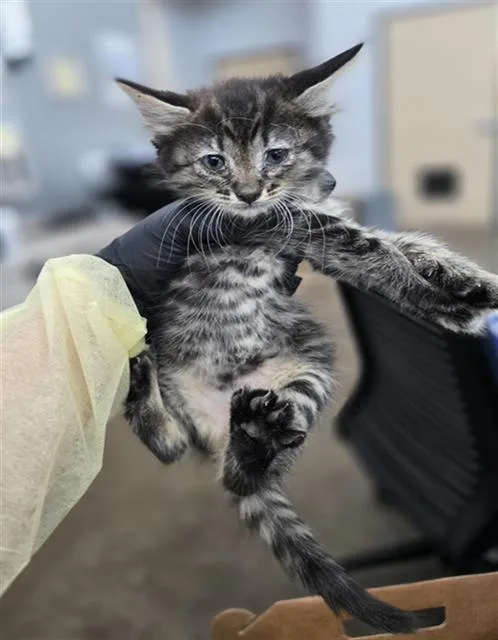 A baby medium-sized female Domestic Short Hair cat named Alexandria for adoption in Dallas, TX