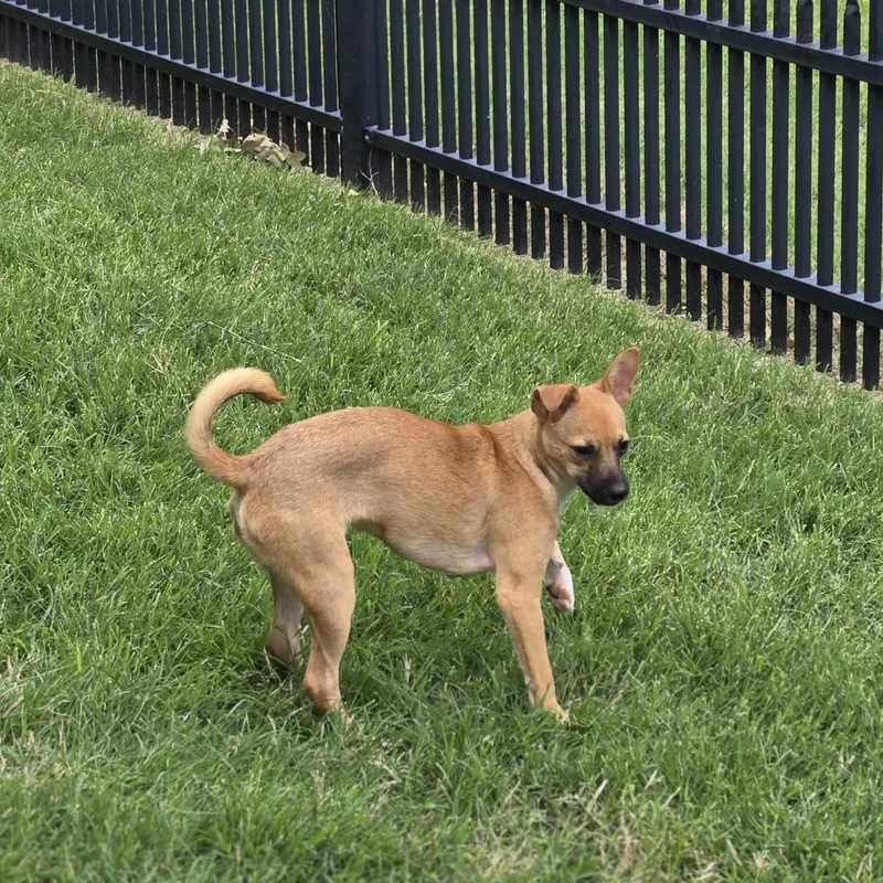 A baby small-sized male Bicolor Rat Terrier dog named Rod for adoption in Irving, TX