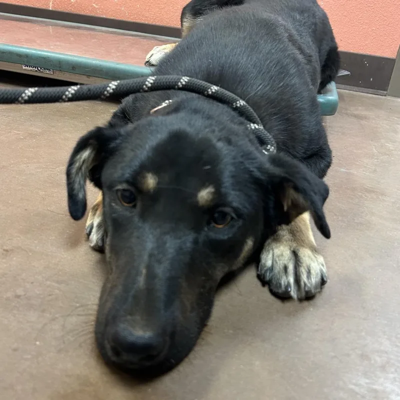 A young medium-sized female Black Shepherd dog named Balayage for adoption in Flagstaff, AZ