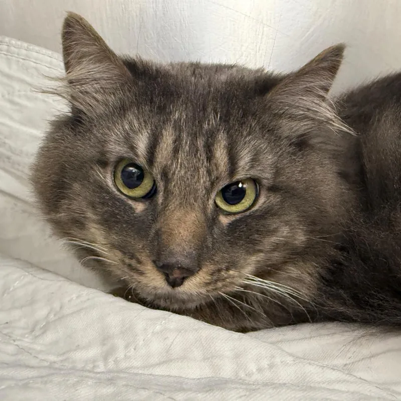 An adult medium-sized male Gray / Blue / Silver Domestic Medium Hair cat named Sebastian for adoption in Perkiomenville, PA