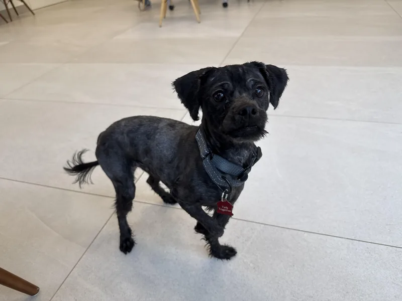 A young small-sized male Black Mixed Breed dog named Coal for adoption in Evanston, IL