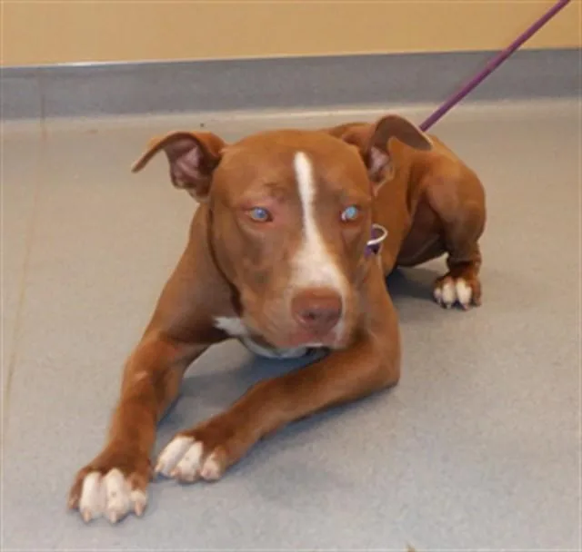 A young medium-sized female Pit Bull Terrier dog named Gingersnap for adoption in San Jose, CA